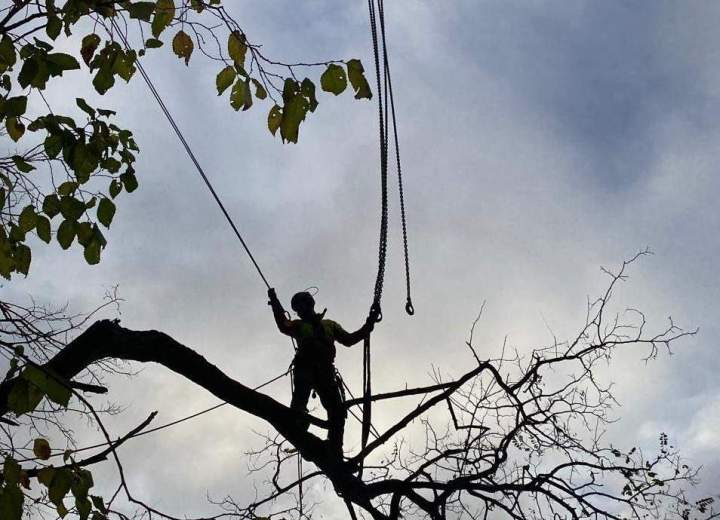 Entretien professionnel des arbres Louviers